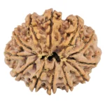 12 Mukhi Rudraksha 35.8mm 10.16gm - Rudraksha back