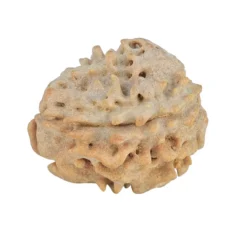 1 Mukhi Rudraksha 19.4mm 2gm - Rudraksha back