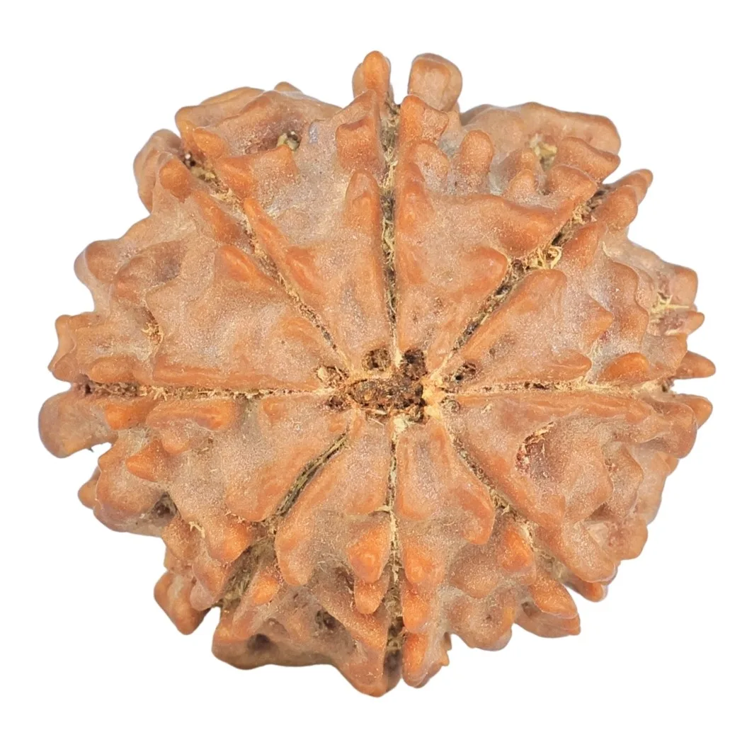 8 Mukhi Rudraksha 23.3mm 3.91gm - Rudraksha back