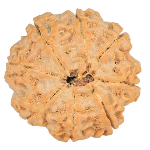 8 Mukhi Rudraksha 27.4mm 7gm - Rudraksha back