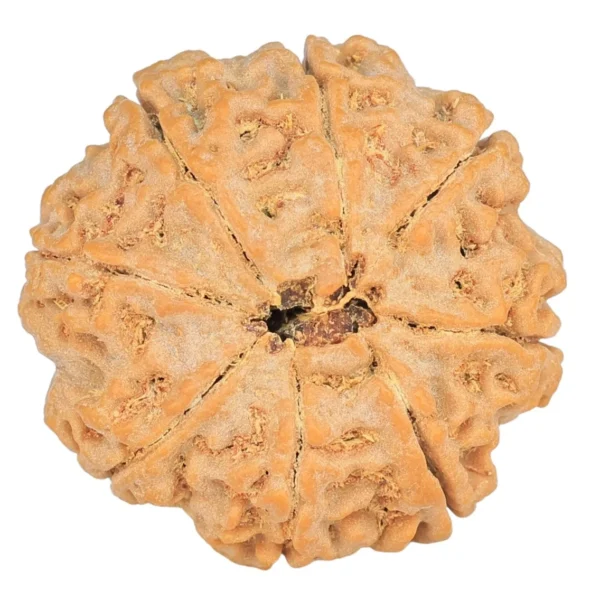 8 Mukhi Rudraksha 27.4mm 7gm - Rudraksha back