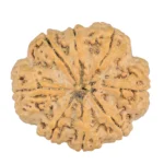 8 Mukhi Rudraksha 32.5mm 8.44gm - Rudraksha back