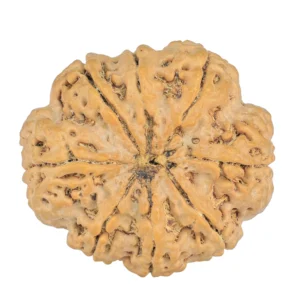 8 Mukhi Rudraksha 32.5mm 8.44gm - Rudraksha back