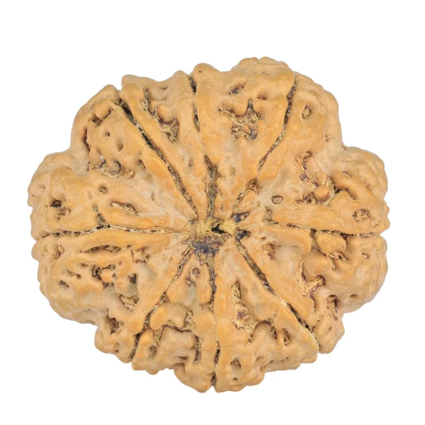 8 Mukhi Rudraksha 32.5mm 8.44gm - Rudraksha back