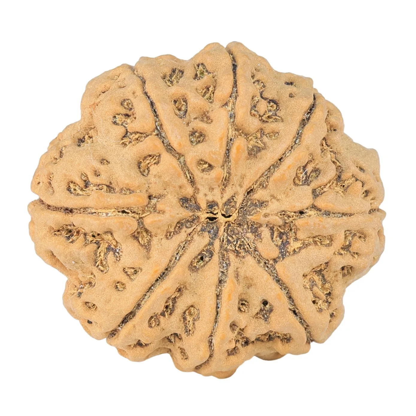 rudraksha_back_image-4ji_P.jpg 8 Mukhi Rudraksha 31.9mm 9.68gm - Rudraksha back