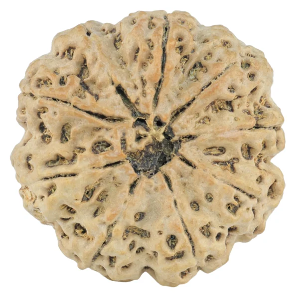 9 Mukhi Rudraksha 28.5mm 6.42gm - Rudraksha back