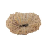 17 Mukhi Rudraksha 18.4mm 1.2gm - Rudraksha back