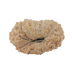 17 Mukhi Rudraksha 18.4mm 1.2gm - Rudraksha back