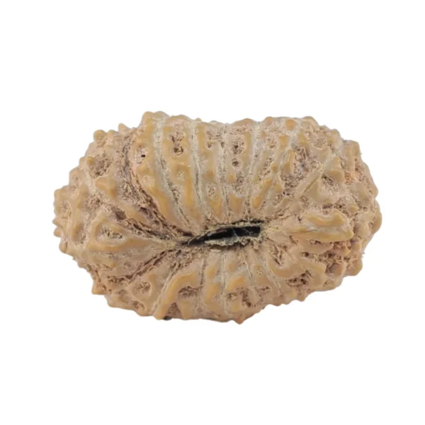 17 Mukhi Rudraksha 18.4mm 1.2gm - Rudraksha back