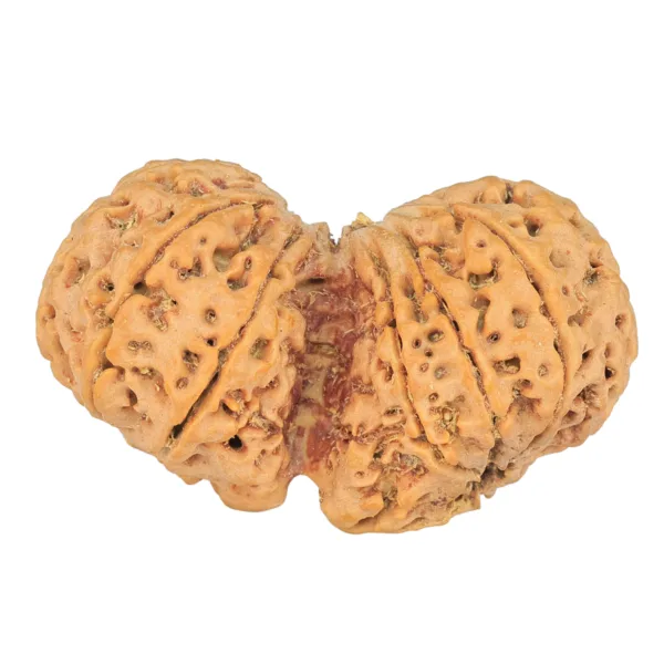 11 MK Gaurishankar 42.4mm 9.82gm - Rudraksha back