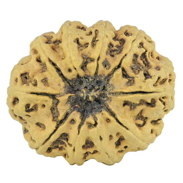 10 Mukhi Rudraksha 34.1mm 6.4gm - Rudraksha back
