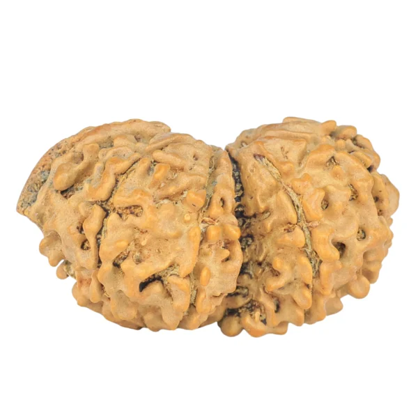 10 Mukhi G.S & Ganesh 30.5mm 3.08gm - Rudraksha back