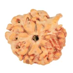 1 Mukhi ( U/D ) Ganesh 19.5mm 2.45gm - Rudraksha back