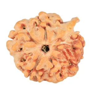 1 Mukhi ( U/D ) Ganesh 19.5mm 2.45gm - Rudraksha back