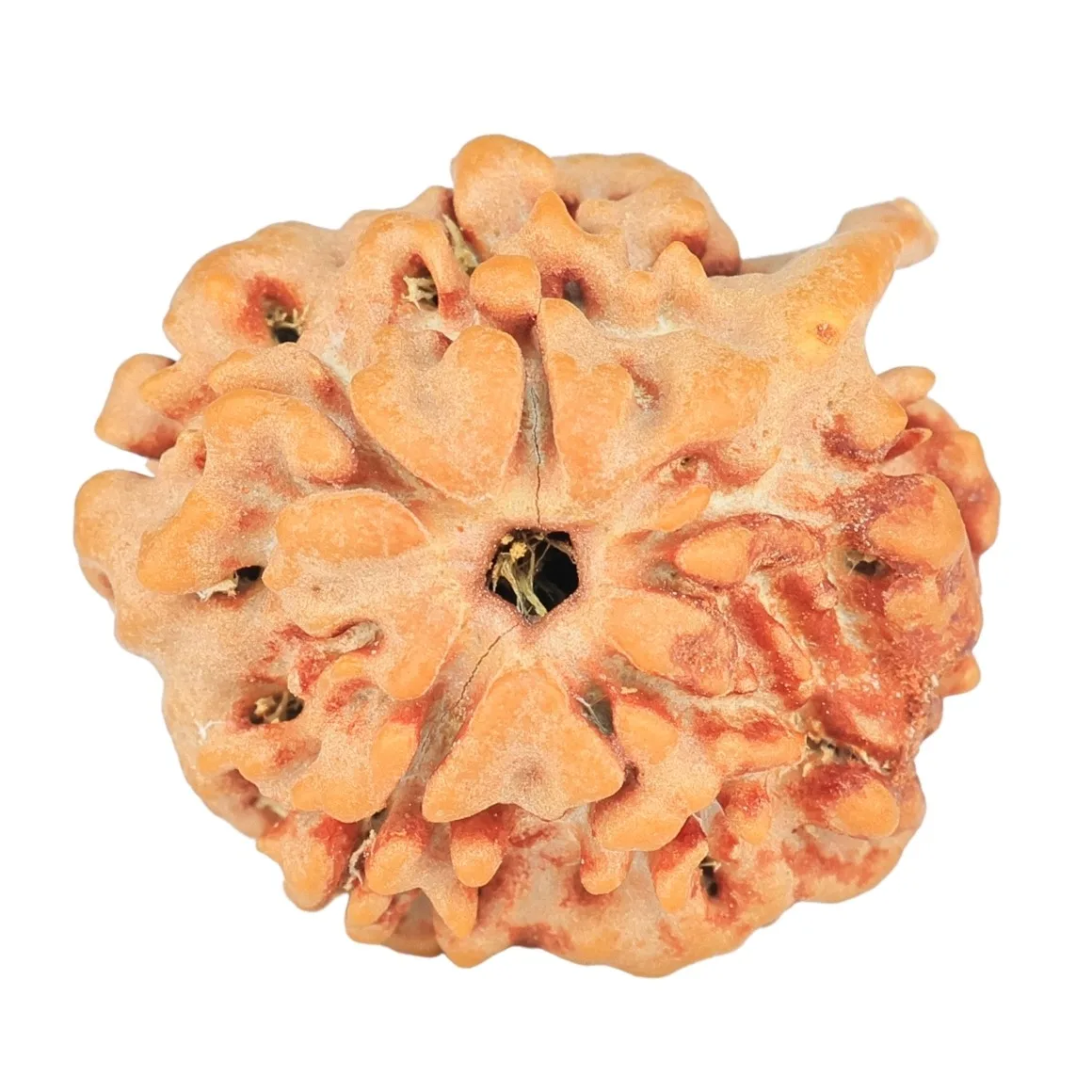 1 Mukhi ( U/D ) Ganesh 19.5mm 2.45gm - Rudraksha back