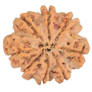 8 Mukhi Rudraksha 29mm 6.3gm - Rudraksha back