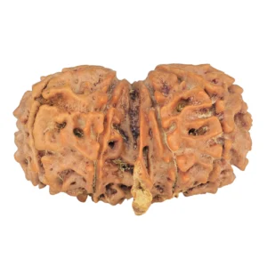 10 Mukhi G.S & Ganesh 31.3mm 4.54gm - Rudraksha back