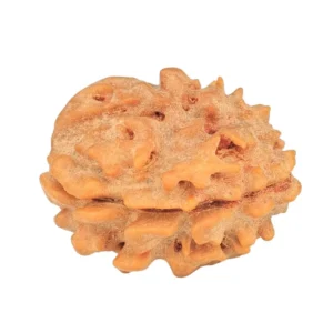 1 Mukhi Rudraksha 20.2mm 2.22gm - Rudraksha back