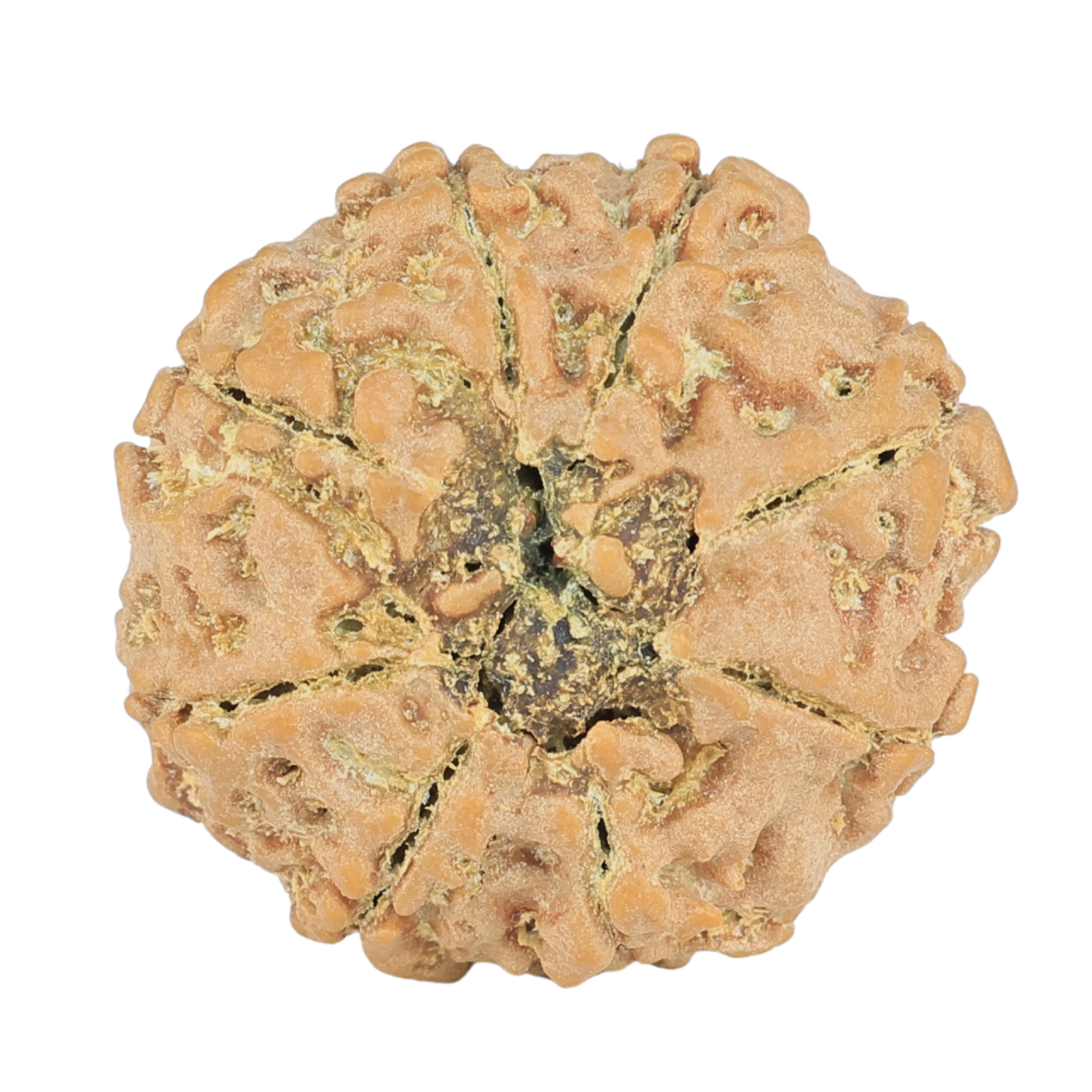 8 Mukhi Rudraksha 24mm 3.99gm - Rudraksha back