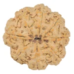 8 Mukhi Rudraksha 28.8mm 7.51gm - Rudraksha back