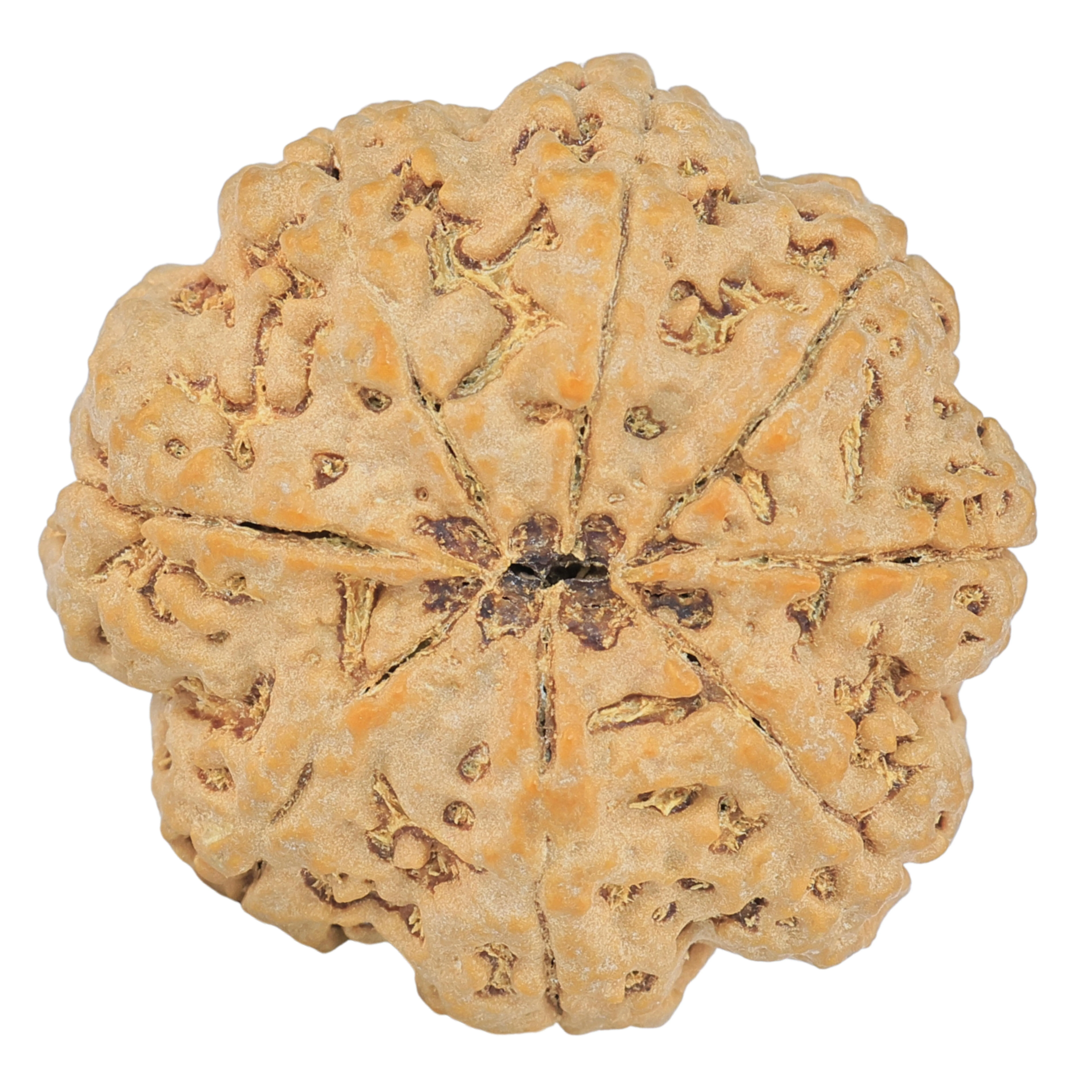8 Mukhi Rudraksha 28.8mm 7.51gm - Rudraksha back