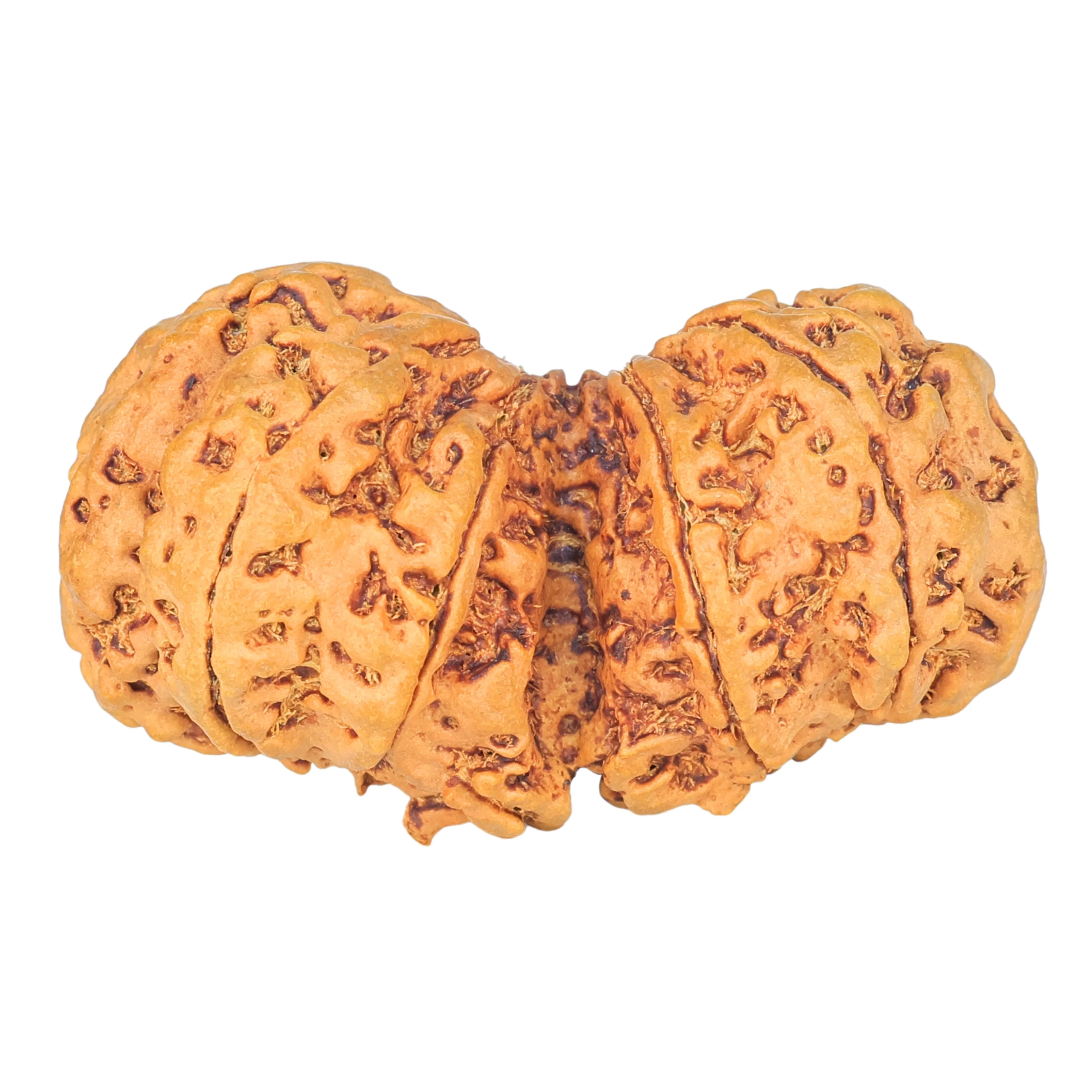 10 Mk Gaurishankar 40.5mm 7.85gm - Rudraksha back