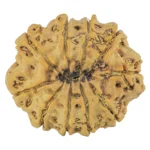 10 Mukhi Rudraksha 27.9mm 5.16gm - Rudraksha back