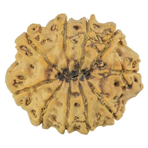 10 Mukhi Rudraksha 27.9mm 5.16gm - Rudraksha back