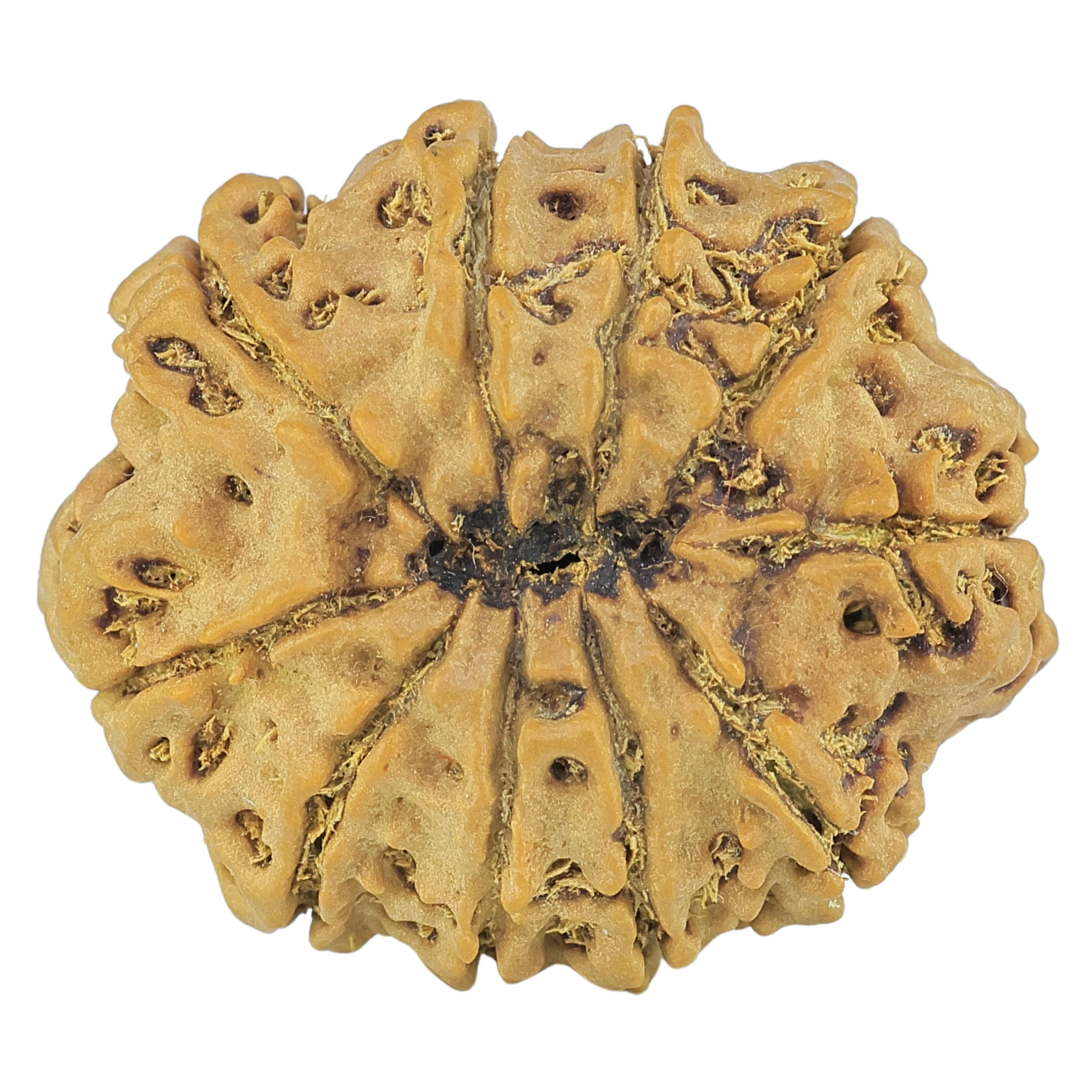 10 Mukhi Rudraksha 27.9mm 5.16gm - Rudraksha back