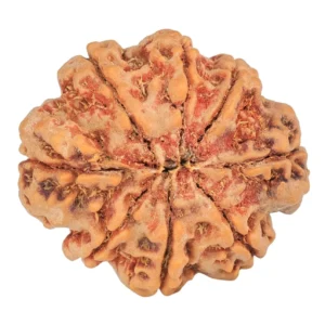 8 Mukhi Rudraksha 28mm 6.3gm - Rudraksha back