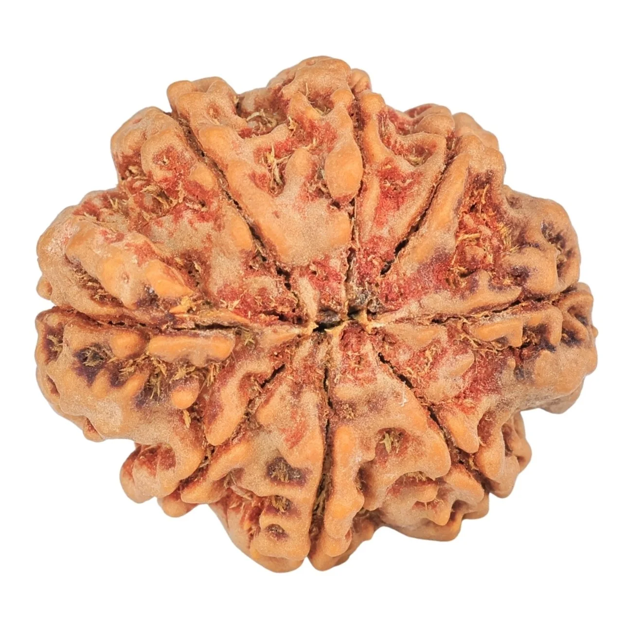 8 Mukhi Rudraksha 28mm 6.3gm - Rudraksha back