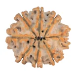 8 Mukhi Rudraksha 24.5mm 4.31gm - Rudraksha back