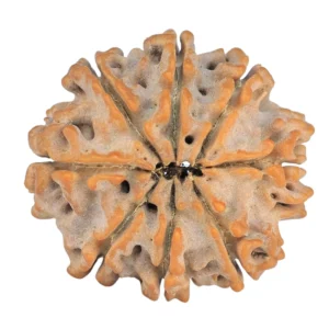 8 Mukhi Rudraksha 24.5mm 4.31gm - Rudraksha back