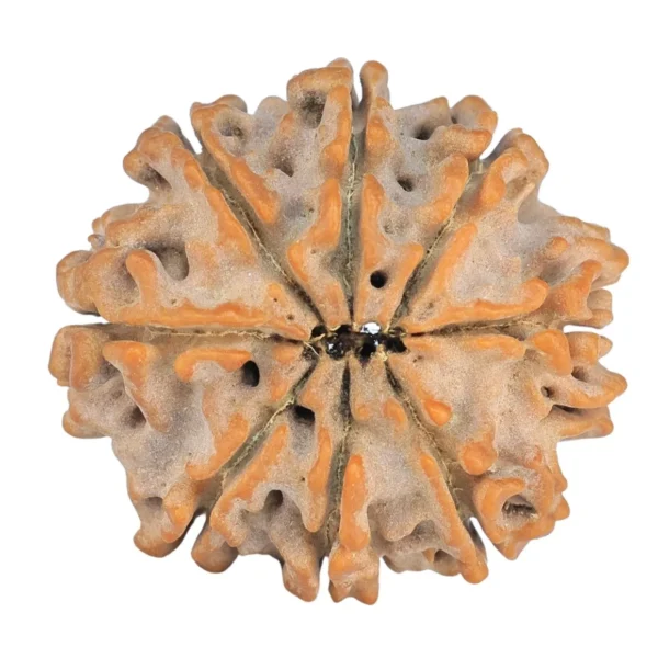 8 Mukhi Rudraksha 24.5mm 4.31gm - Rudraksha back