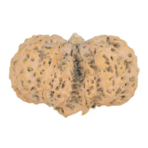 11 MK Gaurishankar 39.6mm 7.97gm - Rudraksha back