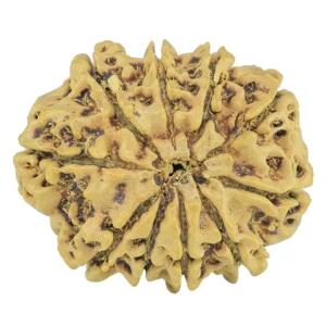 10 Mukhi Rudraksha 23.9mm 2.13gm - Rudraksha back