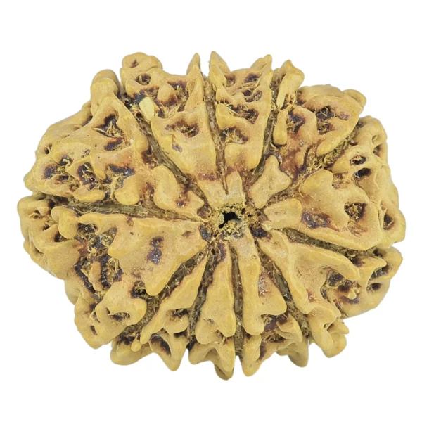10 Mukhi Rudraksha 23.9mm 2.13gm - Rudraksha back