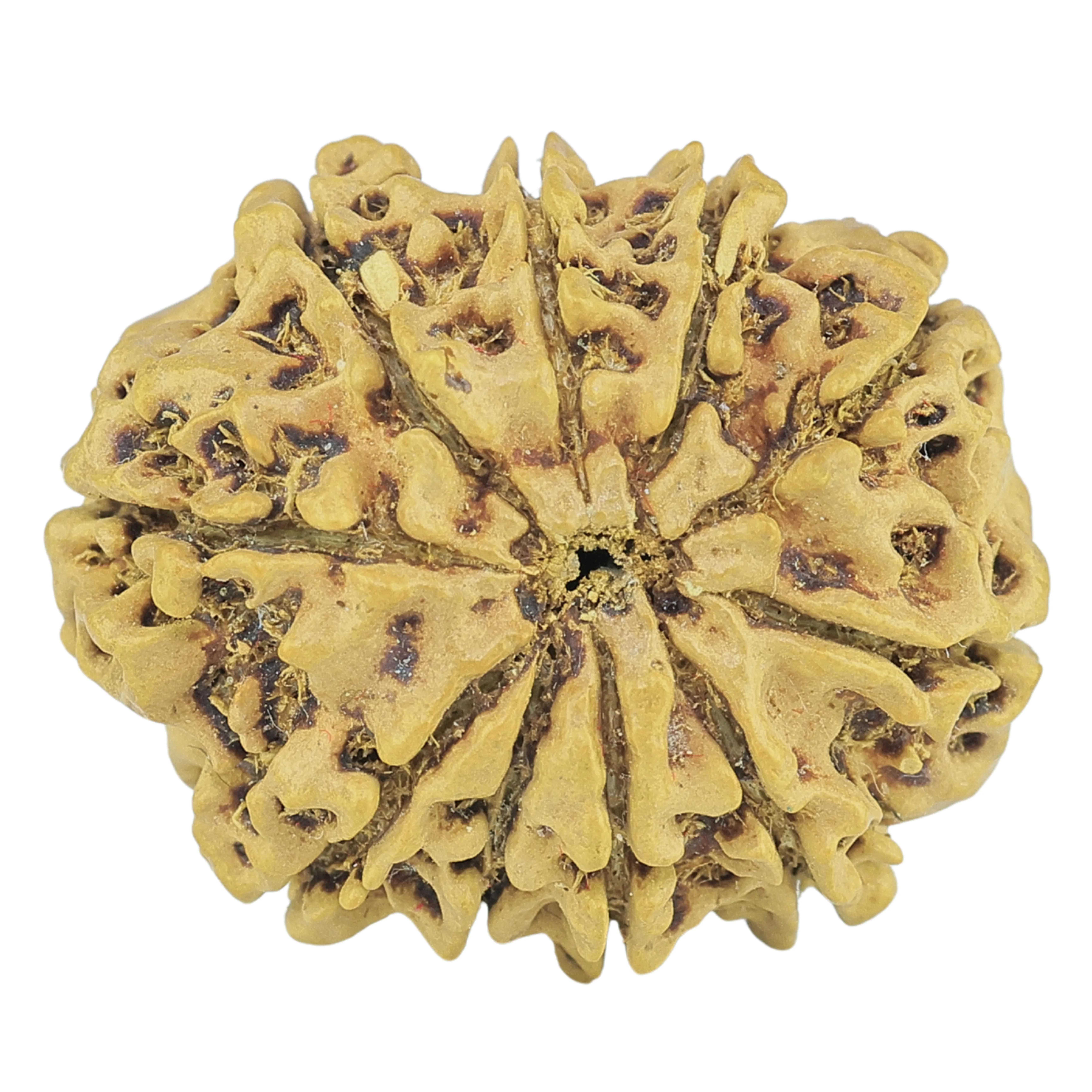 10 Mukhi Rudraksha 23.9mm 2.13gm - Rudraksha back