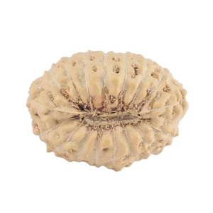 17 Mukhi Rudraksha 18.4mm 1.35gm - Rudraksha back