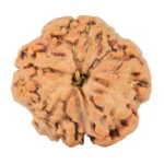 1MK(Underdeveloped) 20.5mm 3.06gm - Rudraksha back