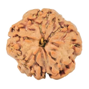 1MK(Underdeveloped) 20.5mm 3.06gm - Rudraksha back