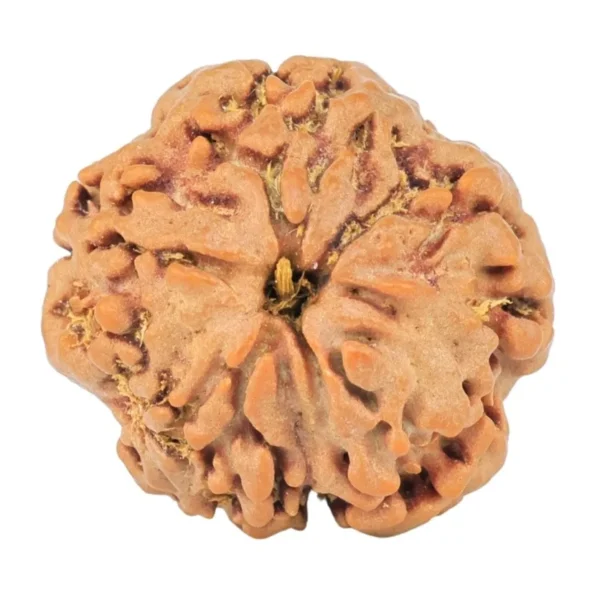 1MK(Underdeveloped) 20.5mm 3.06gm - Rudraksha back