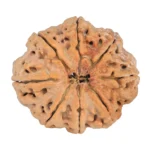 8 Mukhi Rudraksha 28.8mm 6.36gm - Rudraksha back