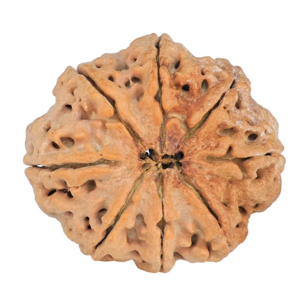 8 Mukhi Rudraksha 28.8mm 6.36gm - Rudraksha back
