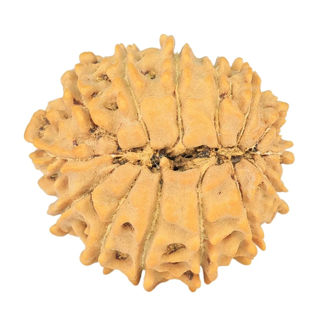 14 Mukhi Rudraksha 17.7mm 1.51gm - Rudraksha back