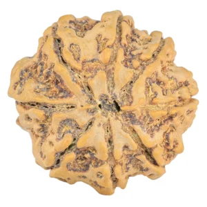 8 Mukhi Rudraksha 26.3mm 5.61gm - Rudraksha back
