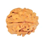 1 Mukhi Rudraksha 18.8mm 2gm - Rudraksha back