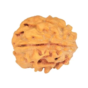 1 Mukhi Rudraksha 18.8mm 2gm - Rudraksha back