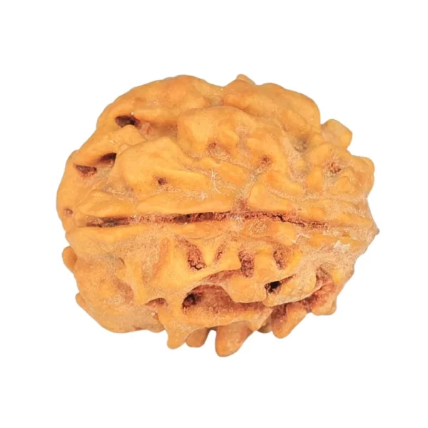 1 Mukhi Rudraksha 18.8mm 2gm - Rudraksha back