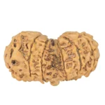 11 MK Gaurishankar 38.9mm 6.37gm - Rudraksha back